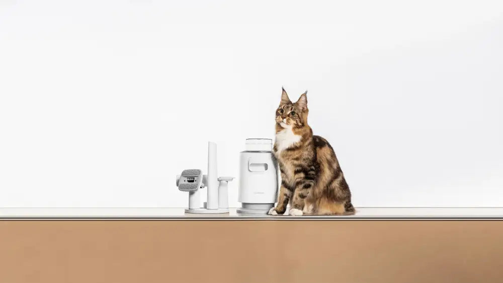 Cat Grooming Tools: A Ultimate Guide for Feline Fanatics