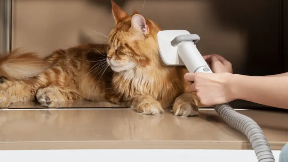 Cat Grooming Tools: Pamper Your Feline Friend