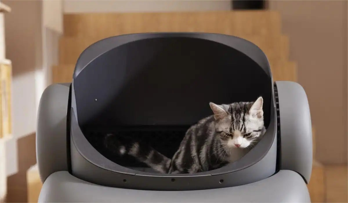 cat litter box transition