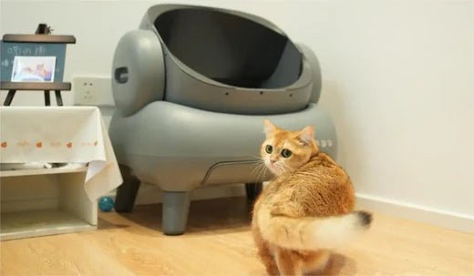 cat not using litter box