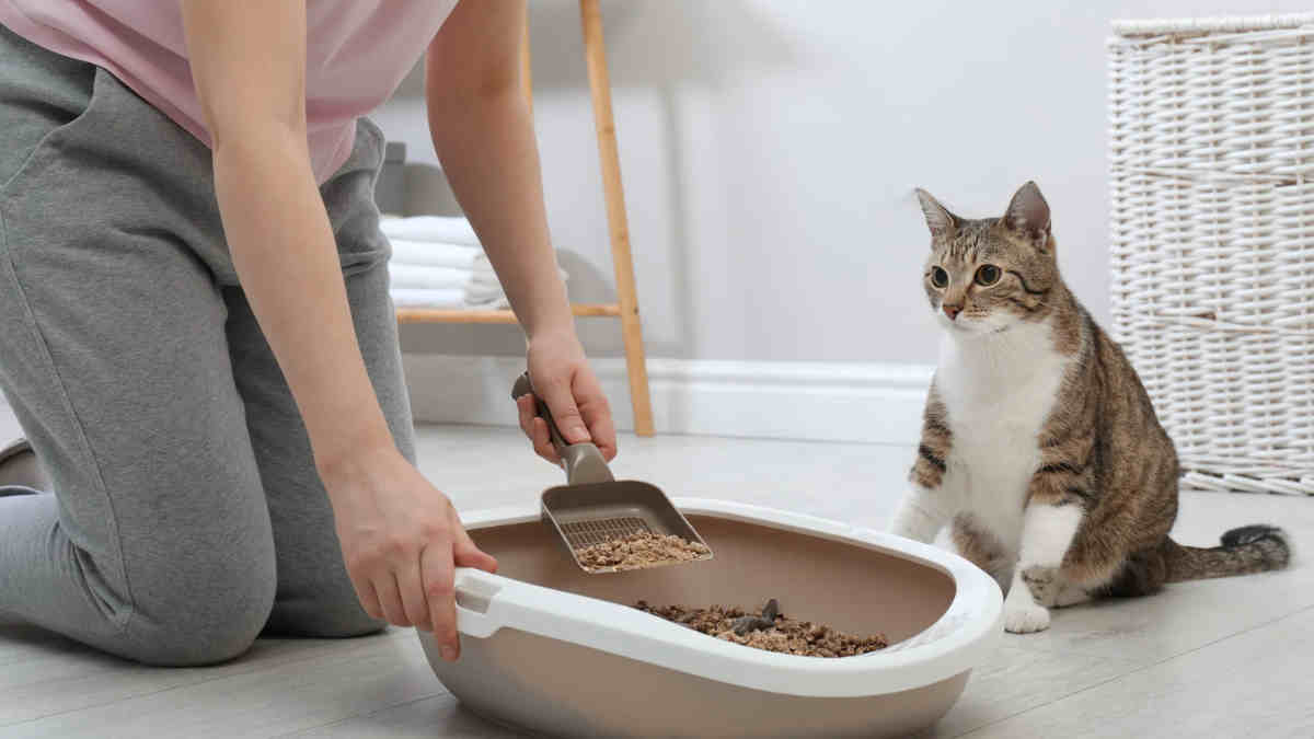 compost cat litter