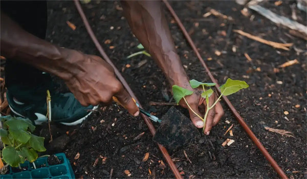 compost and manure