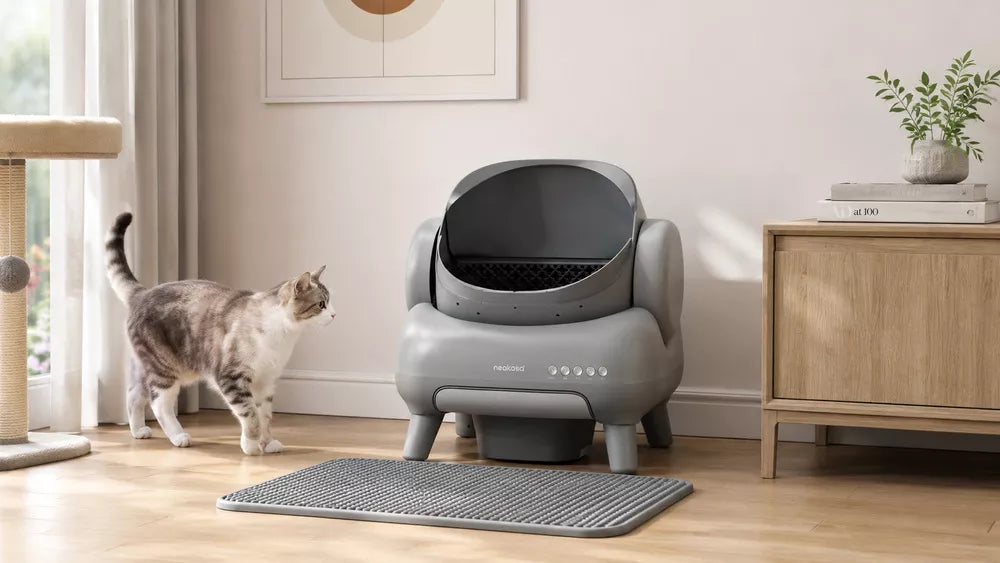 Cool & Strange Facts About Cats: What They Reveal About Feline Care