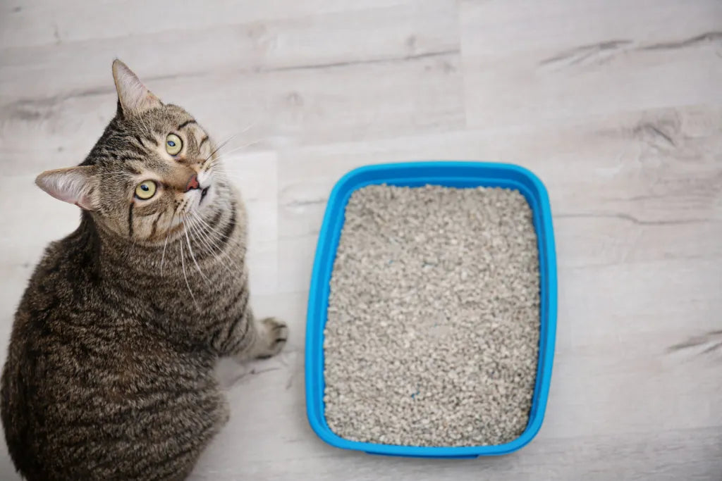 disposable litter box