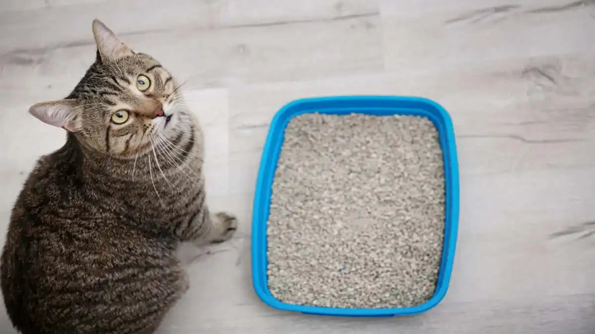 disposable litter box