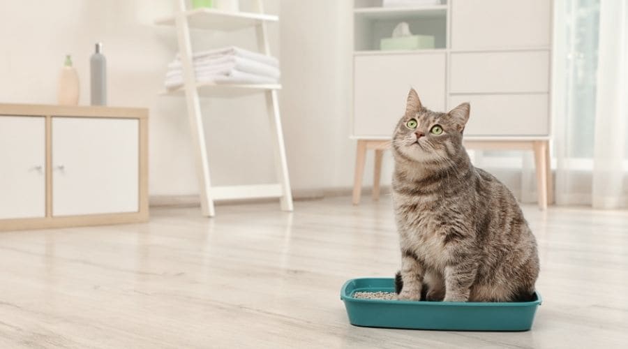 7 Best Disposable Litter Boxes for Road Trips, Flights & Cat Travel
