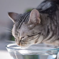 Is Cold Water Bad For Cats? Unlocking the Secrets to Feline Hydration