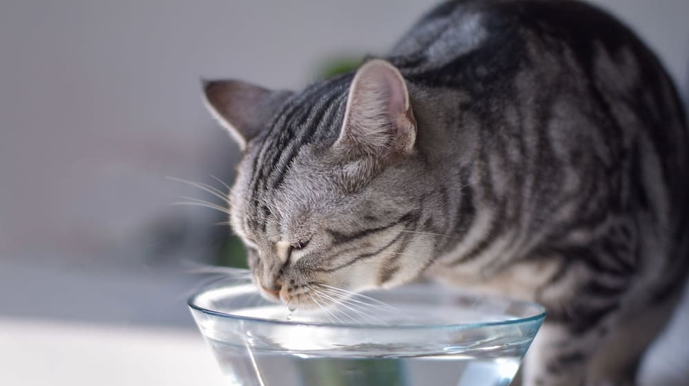 Is Cold Water Bad For Cats? Unlocking the Secrets to Feline Hydration