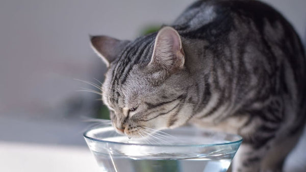 Is Cold Water Bad For Cats? Unlocking the Secrets to Feline Hydration