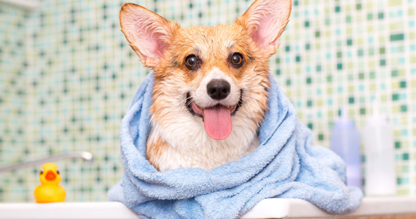 Do Dog Groomer Vacuums Work? - Neakasa
