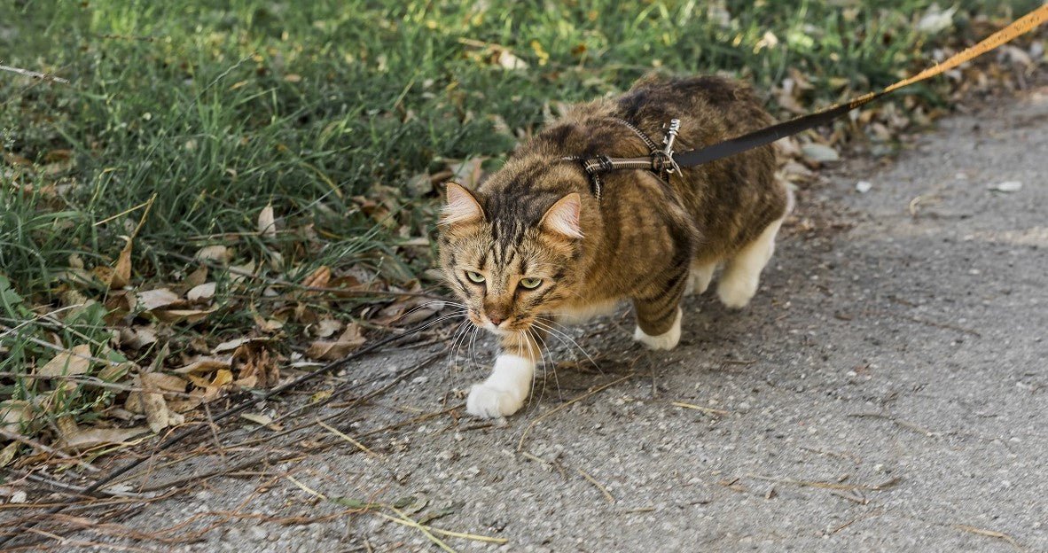 Do I Need to Walk My Cat? - Neakasa