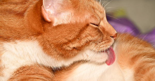 Does Cat Grooming Necessary? - Neakasa