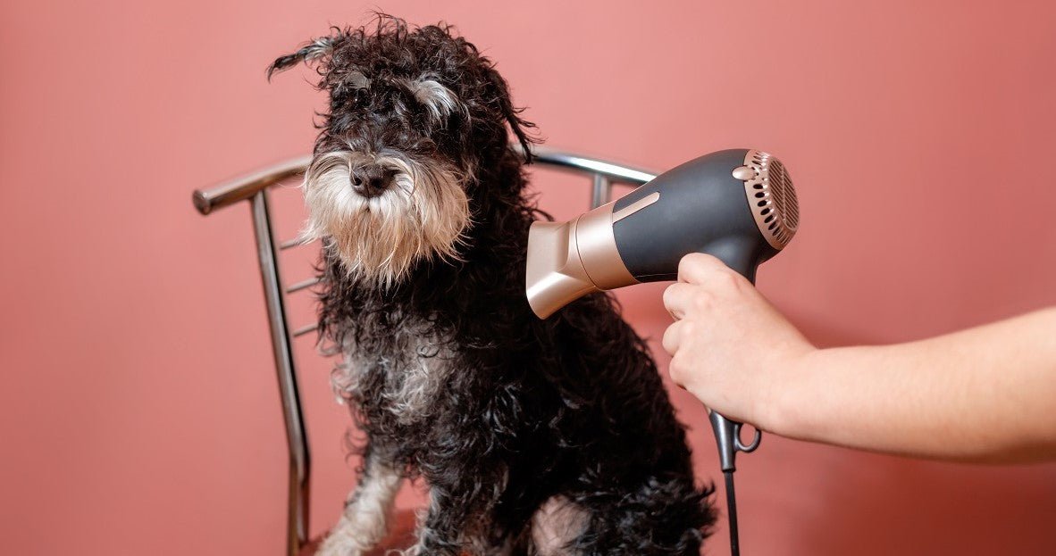 Does It Safe to Use A Dog Blow Dryer? - Neakasa