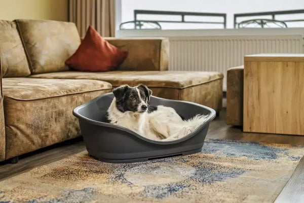 Dog-Proof Litter Boxes: Is an Automatic One the Answer?