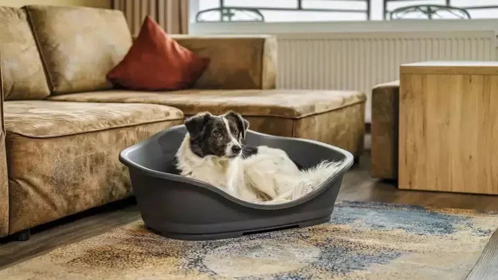 Best Dog-Proof Litter Box Options (2025 Guide): Stop the Snacking for Good