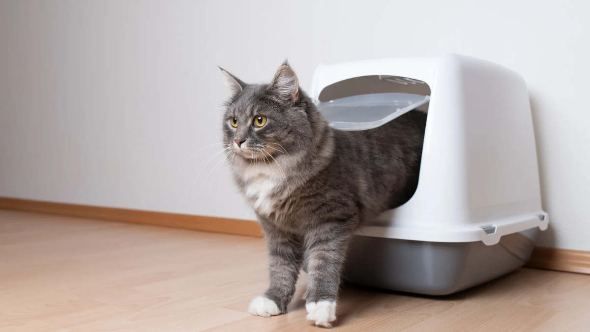 dog proof litter box