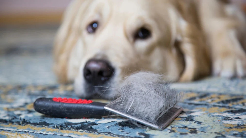 Fed up with Dog Hair Everywhere? Try the Dog Grooming Vacuum