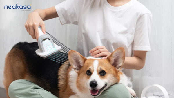 Best Dog Grooming Vacuum: Keep Your Pup Clean at Home with Ease