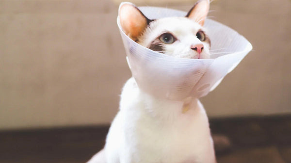 e collar for cats