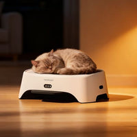 How to Get Rid of Cat Odors in the House: 7 Proven Steps