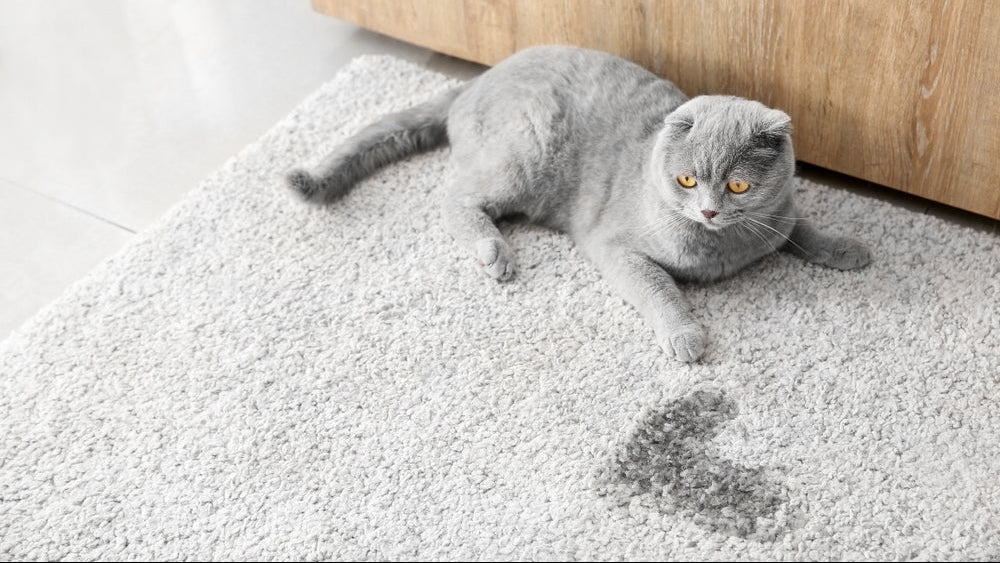 12 Signs of Cat Urinary Problems: Warning Signs & Emergency Guide