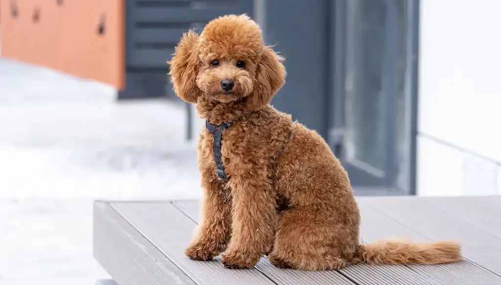 how to groom a goldendoodle