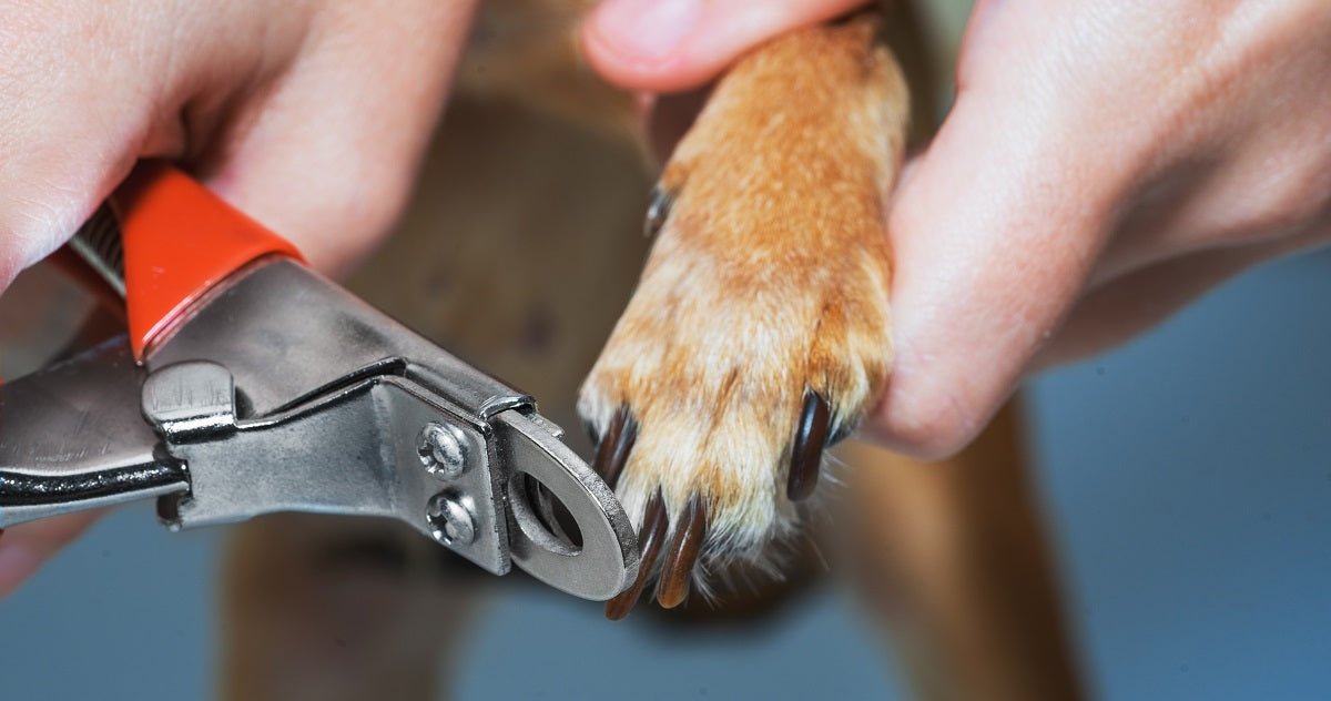 How Can I Clip A Dog's Nail? - Neakasa