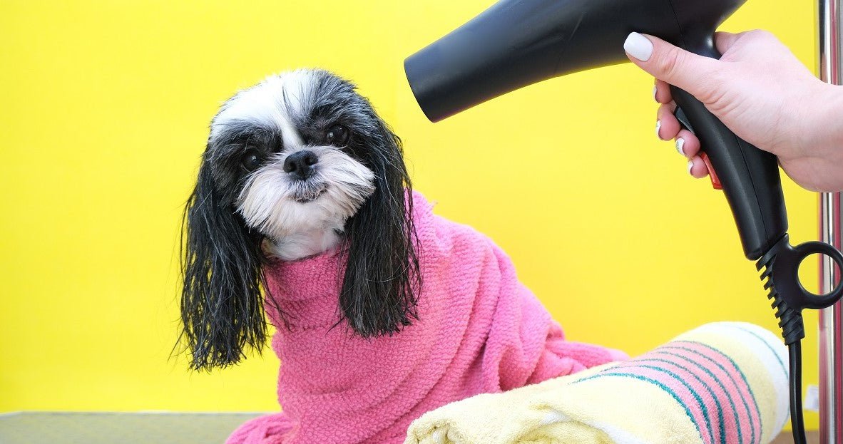 How Do I Train My Dog to Use a Dog Blow Dryer? - Neakasa