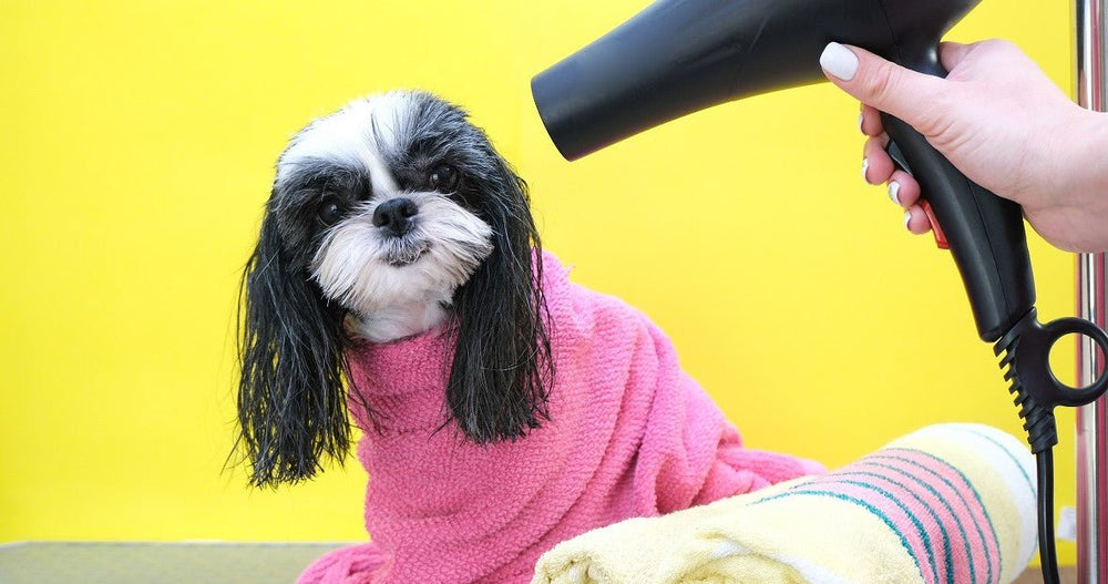 How Do I Train My Dog to Use a Dog Blow Dryer?