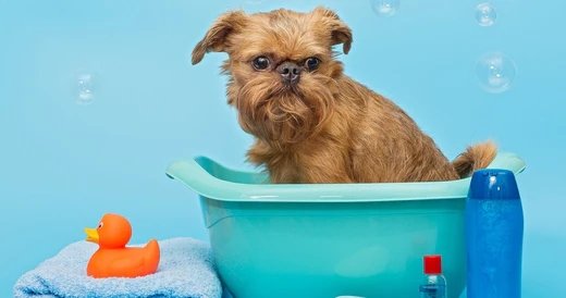 How Do You Wash Dog Step by Step? - Neakasa