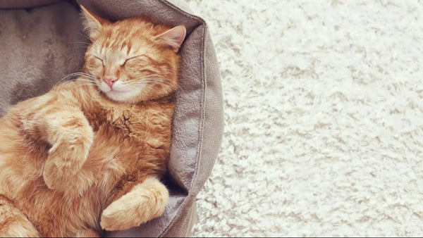 How Many Hours Do Cats Actually Sleep? The Answer May Surprise You