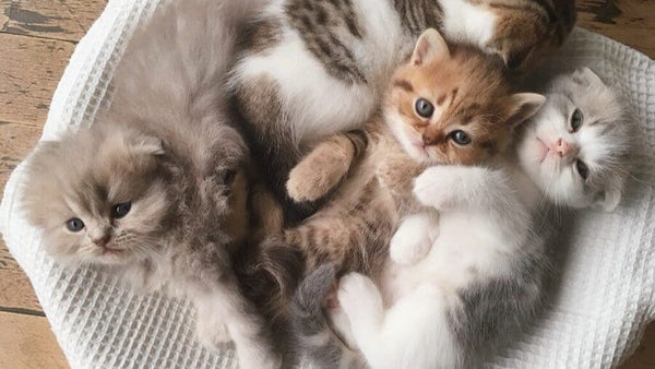 How Many Cats Can You Own and Still Provide Proper Care