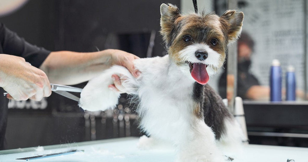 How Much to Tip Dog Groomer?
