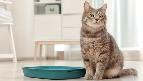Healthy Cat Habits: How Often Do Cats Use the Litter Box Per Day?