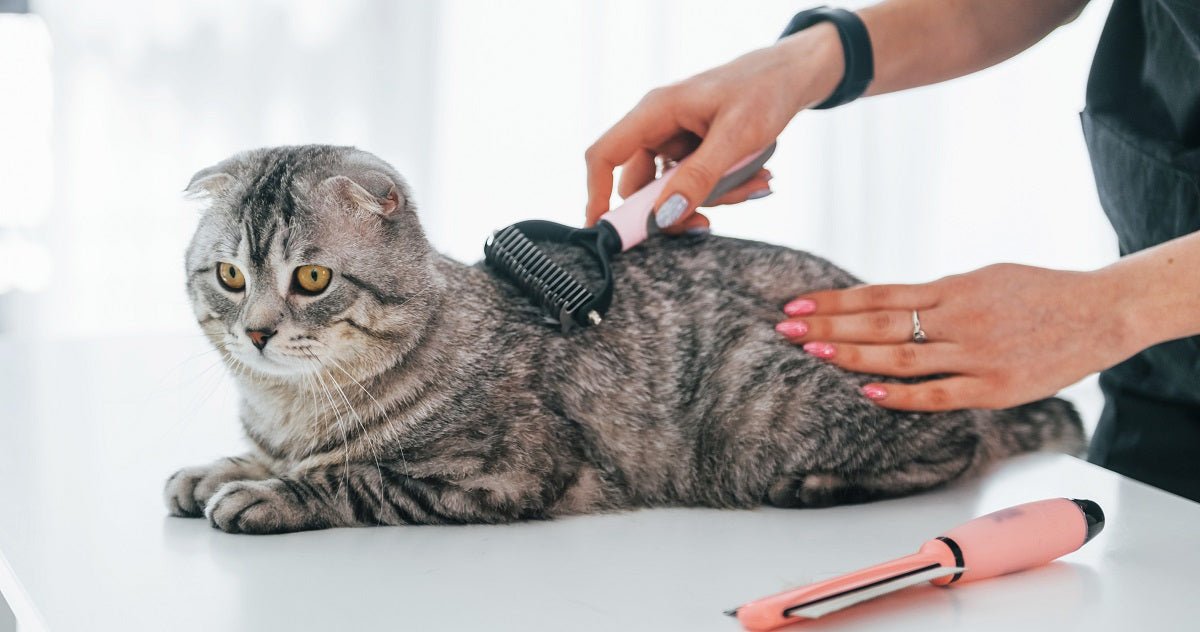 How Often Should A Cat be Groomed? - Neakasa