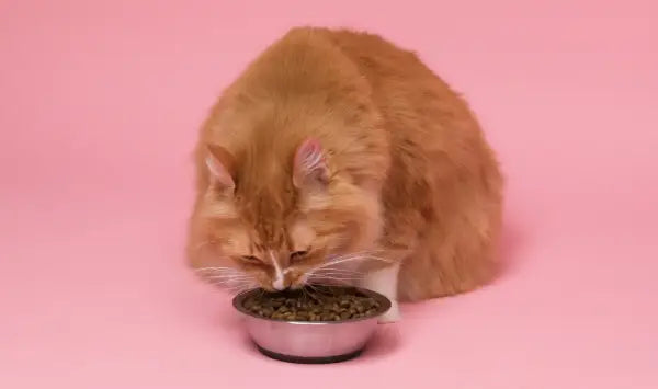 How Often Should I Feed My Cat cover