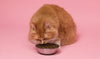 How Often Should I Feed My Cat cover