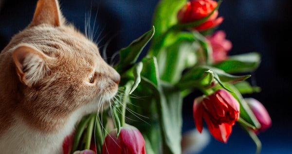 How Should I Choose Gifts for Cat Lovers? - Neakasa