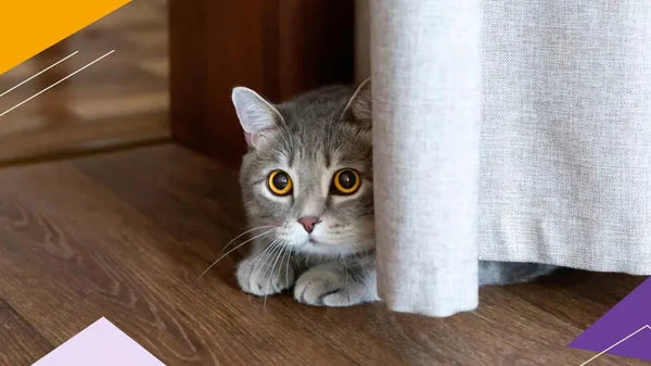 5 Ways to Soothe an Anxious Cat and Restore Peace at Home