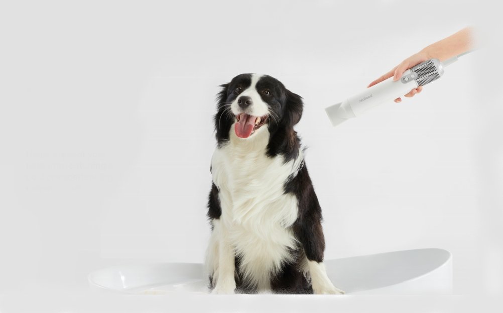 How to Choose A Dog Blow Dryer? - Neakasa