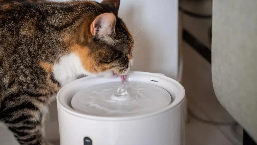 How to Choose the Best Water Fountain for Cats: Vet-Approved Tips