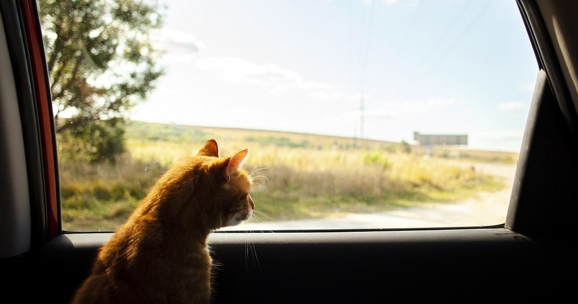 How to Choose The Cat Travel Carrier？ - Neakasa