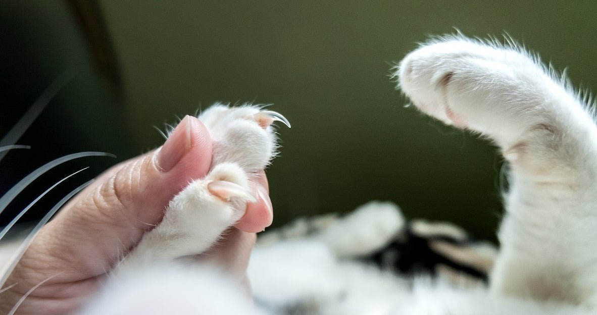 How to Do Cat Nail Clipping? - Neakasa