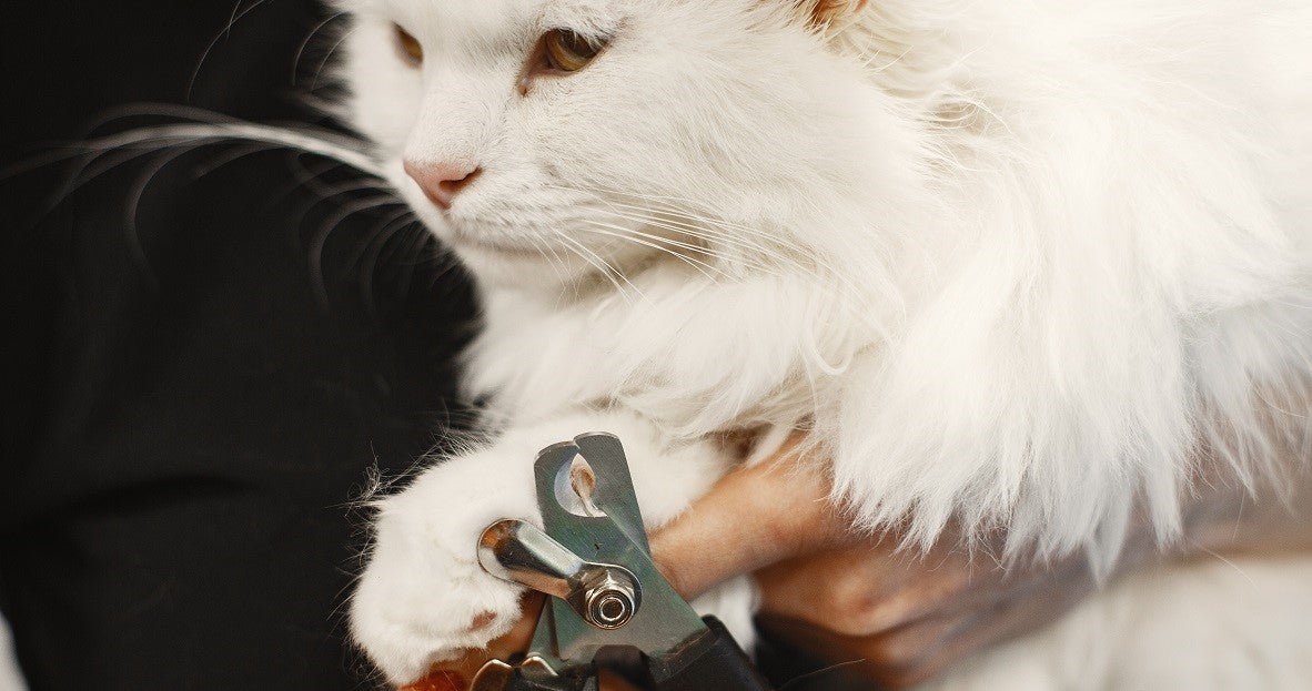 How to Find a Mobile Cat Grooming Near Me? - Neakasa