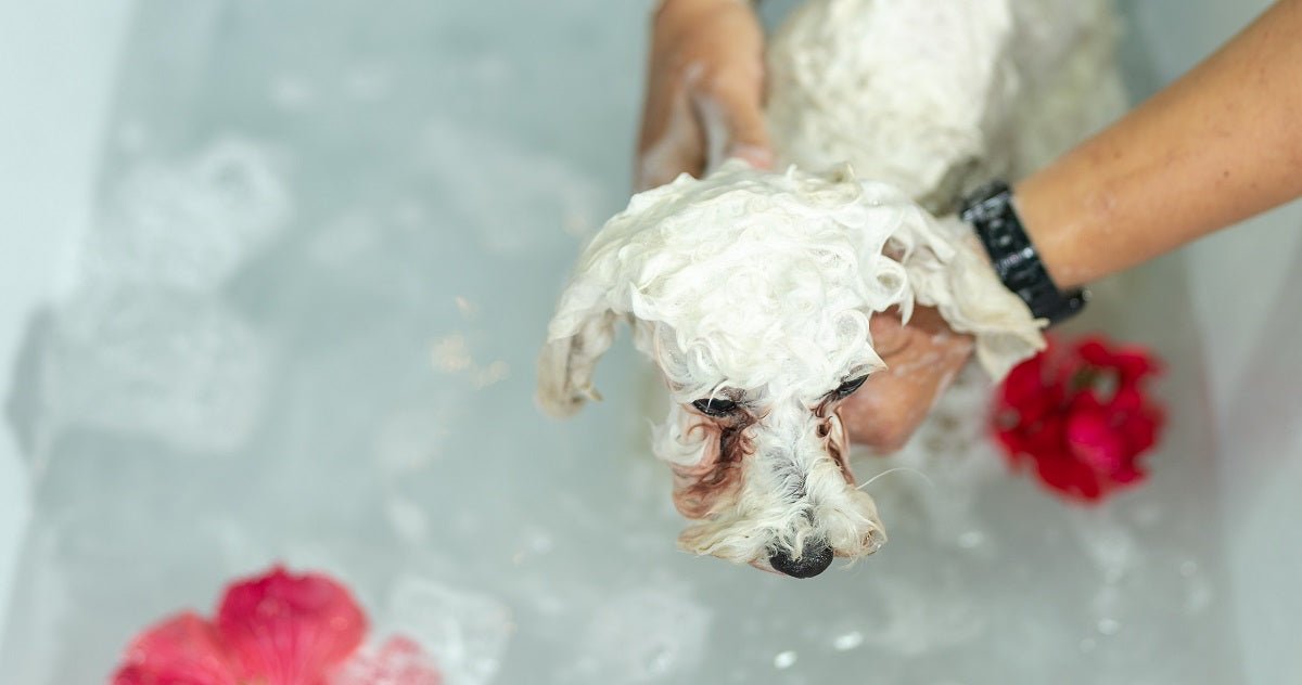 How To Give Your Dog A Spa Treatment at Home? - Neakasa