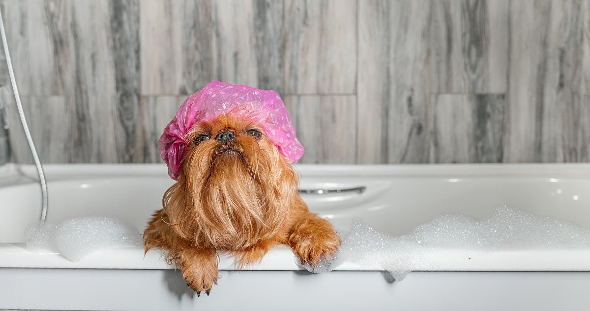 How To Groom A Dog At Home? - Neakasa