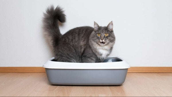 How to Help a Constipated Cat: Vet-Approved Remedies That Work
