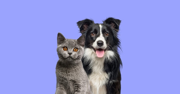 How to Introduce a Dog to A Cat? - Neakasa