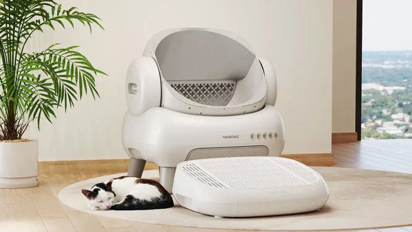 3 Proven Ways on How to Keep Cat Litter Area Clean & Odor-Free