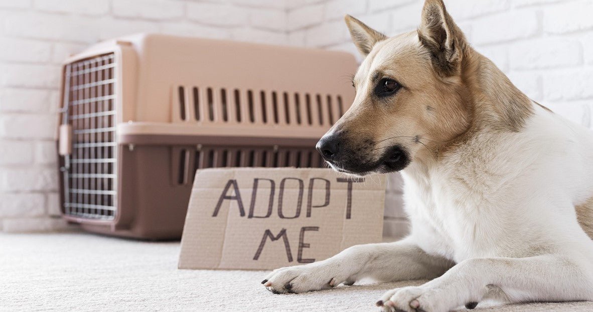 How to Prepare for Adopting a Dog? - Neakasa